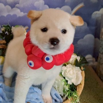 柴犬(豆柴)【岐阜県・男の子・2025年6月12日・白】の写真「圧倒的に品の有るつぶらな瞳に注目！」