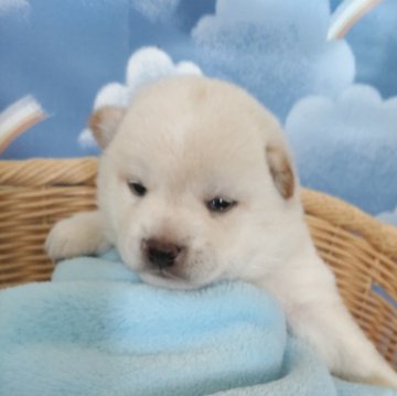 柴犬(豆柴)【岐阜県・男の子・2025年4月24日・白】の写真「両親犬共に豆柴認定を受けた豆柴です。」