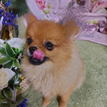 ポメラニアン【岐阜県・女の子・2024年12月16日・オレンジ】の写真「訳ありでしたが完治済。元気一杯。最終価格です。」
