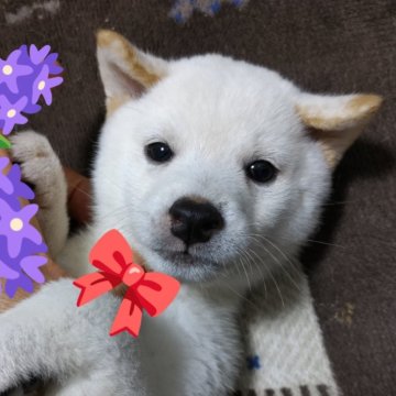 豆柴【岐阜県・男の子・2025年6月12日・白】の写真「圧倒的に品の有るつぶらな瞳に注目！」
