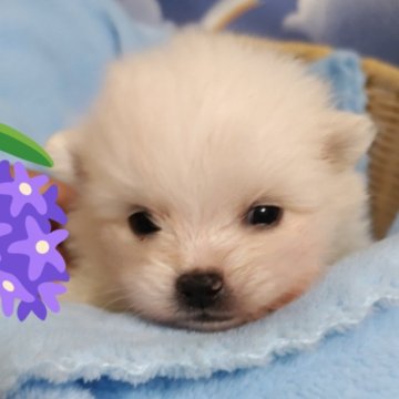 ポメラニアン【岐阜県・男の子・2025年5月4日・ホワイト】の写真「訳有って、豆柴兄弟と育ちました😊」