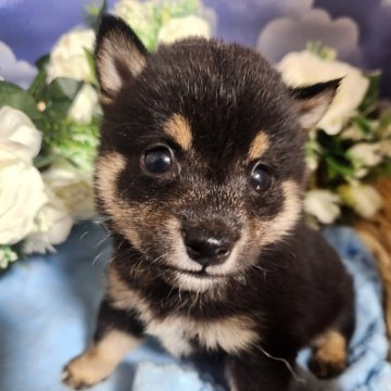 柴犬(豆柴)【岐阜県・男の子・2025年10月15日・黒】の写真「あなたを待ってます！健診書載せました。」