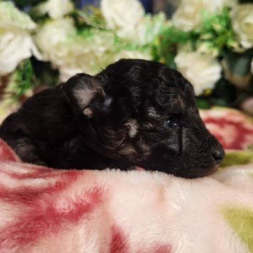 トイプードル(トイ)【岐阜県・女の子・2025年10月29日・ブラック&タン】の写真「希少な麗し眼のブラタントイプードル
💕」