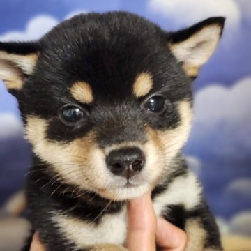 柴犬(豆柴)【岐阜県・女の子・2025年10月15日・黒】の写真「可愛いだけじゃダメですか？　健診は全て問題無し！✨」