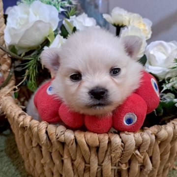 ミックス(ポメラニアン×ミックス)【岐阜県・女の子・2025年7月10日・クリーム】の写真「父犬ポメ×母犬ポメチワから生まれました」