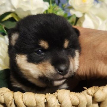 柴犬(豆柴)【岐阜県・女の子・2025年10月15日・黒】の写真「目ヂカラ増し増しになります。」