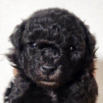 トイプードル(トイ)【岐阜県・女の子・2025年10月29日・シルバー】の写真「麗しの、かまってちゃん🧚‍♀️」