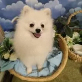 ポメラニアン
