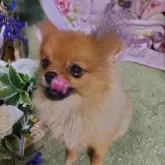 ポメラニアン