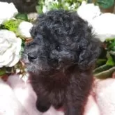 タイニープードル