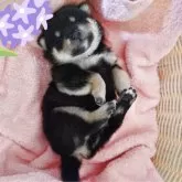 豆柴