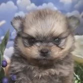 ポメラニアン