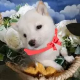 豆柴
