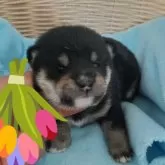 豆柴