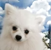 ポメラニアン
