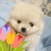 ポメラニアン
