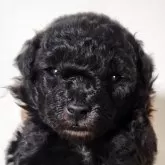 トイプードル(トイ)