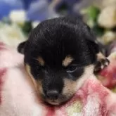 豆柴【岐阜県・女の子・2025年10月15日・黒】の写真2