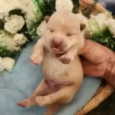 豆柴【岐阜県・男の子・2025年10月15日・白】の写真4