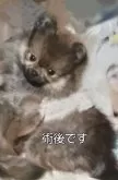 ポメラニアン【岐阜県・女の子・2024年12月16日・オレンジ】の写真9「ハゲているのでウサギ🐇ハーネスで防寒対策中」