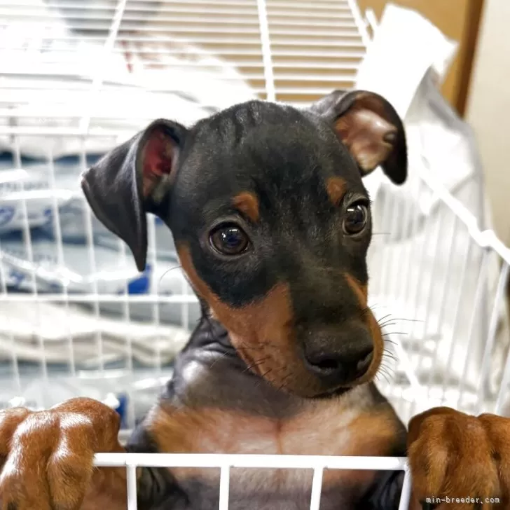 ID：2505-04902の子犬