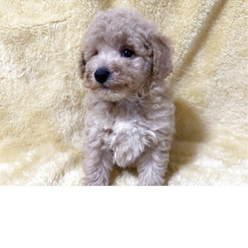 トイプードル(トイ)【福岡県・男の子・2025年9月9日・アプリコット】の写真「可愛い男の子です」