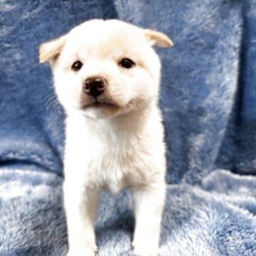 柴犬(豆柴)【福岡県・男の子・2025年8月29日・白】の写真「可愛い男の子です」