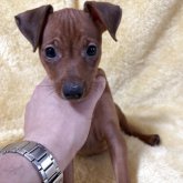 ミニチュアピンシャー