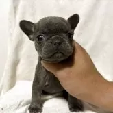 フレンチブルドッグ