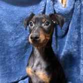 ミニチュアピンシャー