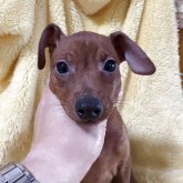 ミニチュアピンシャー