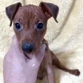 ミニチュアピンシャー【福岡県・男の子・2025年9月4日・レッド】の写真4