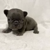 フレンチブルドッグ【福岡県・女の子・2025年10月10日・ブルー】の写真9