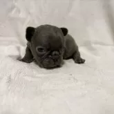 フレンチブルドッグ【福岡県・女の子・2025年10月10日・ブルー】の写真10