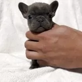 フレンチブルドッグ【福岡県・女の子・2025年10月10日・ブルー】の写真4