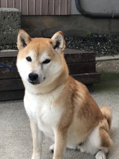 唯一の赤柴雌です。｜倉本　清友(くらもと　きよとも)ブリーダー(三重県・柴犬・日本犬保存会登録)の紹介写真2