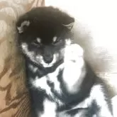 柴犬(標準サイズ)