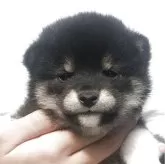 柴犬(標準サイズ)