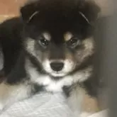 柴犬(標準サイズ)