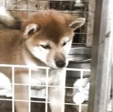 柴犬(標準サイズ)