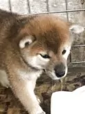 柴犬(標準サイズ)【三重県・女の子・2025年6月18日・赤】の写真5