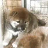 柴犬(標準サイズ)【三重県・女の子・2025年6月18日・赤】の写真6