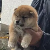 柴犬(標準サイズ)【三重県・女の子・2023年4月12日・赤】の写真1