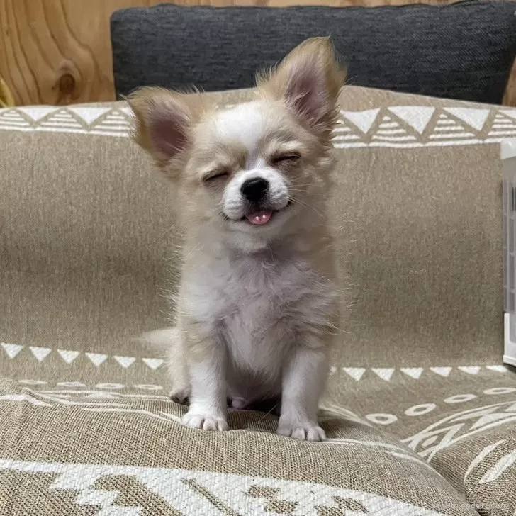 ID:2406-03328の子犬