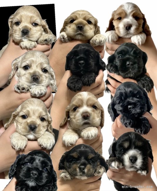 平良裕也ブリーダーのブログ：順番に募集して参ります🐶💕