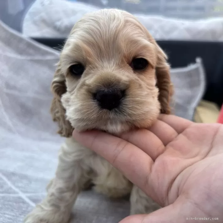 アメリカンコッカースパニエル【宮崎県・男の子・2025年4月2日・バフ】の写真1「イケメンな長男くん🐶🩵」