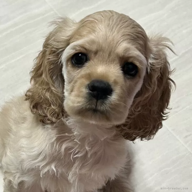 ID：2410-08137の子犬