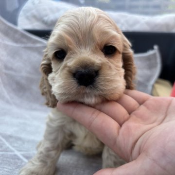 アメリカンコッカースパニエル【宮崎県・男の子・2025年4月2日・バフ】の写真「タレ目が可愛い男の子🐶👑」