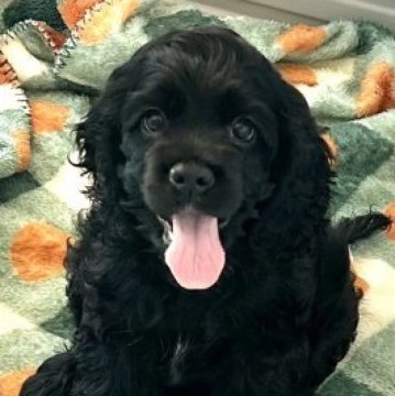 アメリカンコッカースパニエル【宮崎県・女の子・2025年4月2日・ブラック】の写真「小顔で小柄の可愛い女の子♡すぐにお迎えできます🐾」