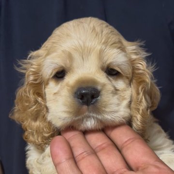 アメリカンコッカースパニエル【宮崎県・男の子・2025年4月2日・バフ】の写真「タレ目が可愛い男の子🐶👑」